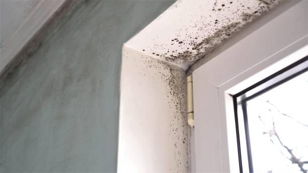 Best Commercial Mold Inspection  in Montvale, NJ