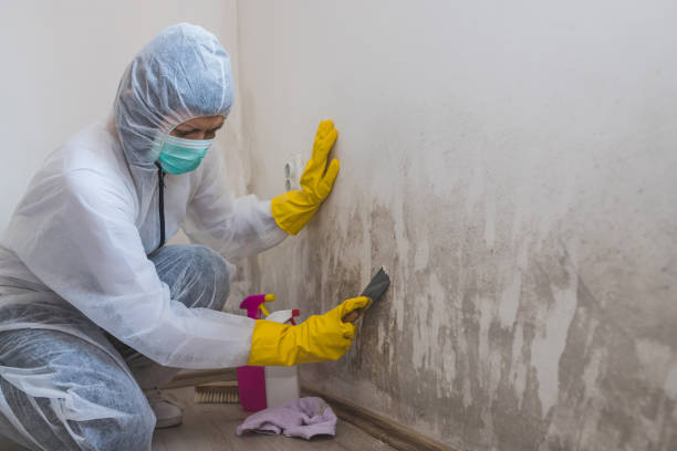 Best Crawl Space Mold Remediation  in Montvale, NJ