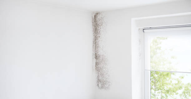 Best Forensic Mold Investigation  in Montvale, NJ