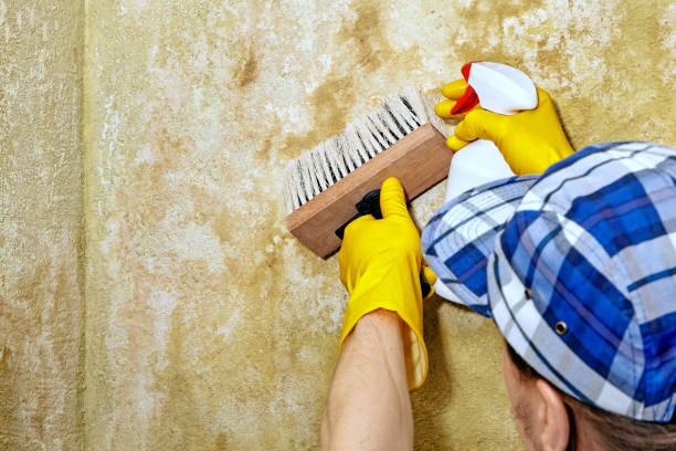 Best Mold Damage Restoration  in Montvale, NJ