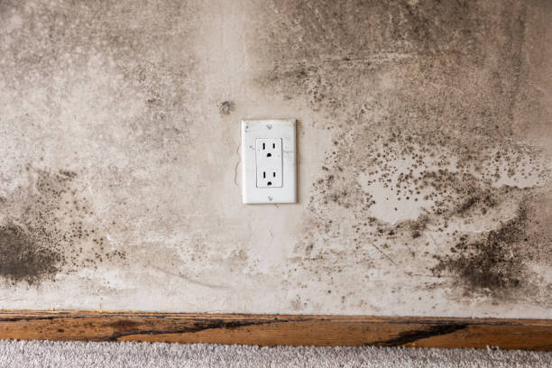 Best Mold Odor Removal Services  in Montvale, NJ